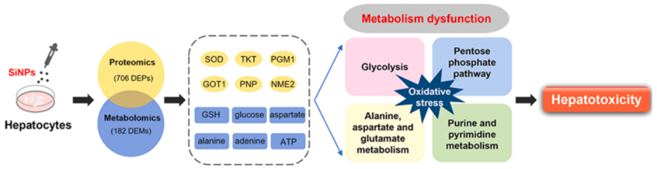 J. Hazard. Mater.（IF=13.6）| 蛋白质组学+代谢组学揭秘硅纳米颗粒对肝细胞代谢的干扰机制(图3)