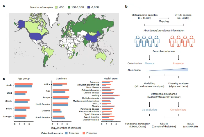 nat microbiol｜全球肠道微生物群揭示肠杆菌科的双面性：是威胁还是共生？(图2)