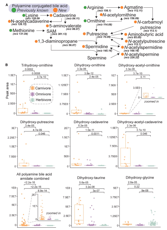 Cell(IF=45.5!)｜加州大学圣地亚哥分校研究团队鉴定新型多胺胆汁酸，为代谢疾病治疗开辟新路径(图6)