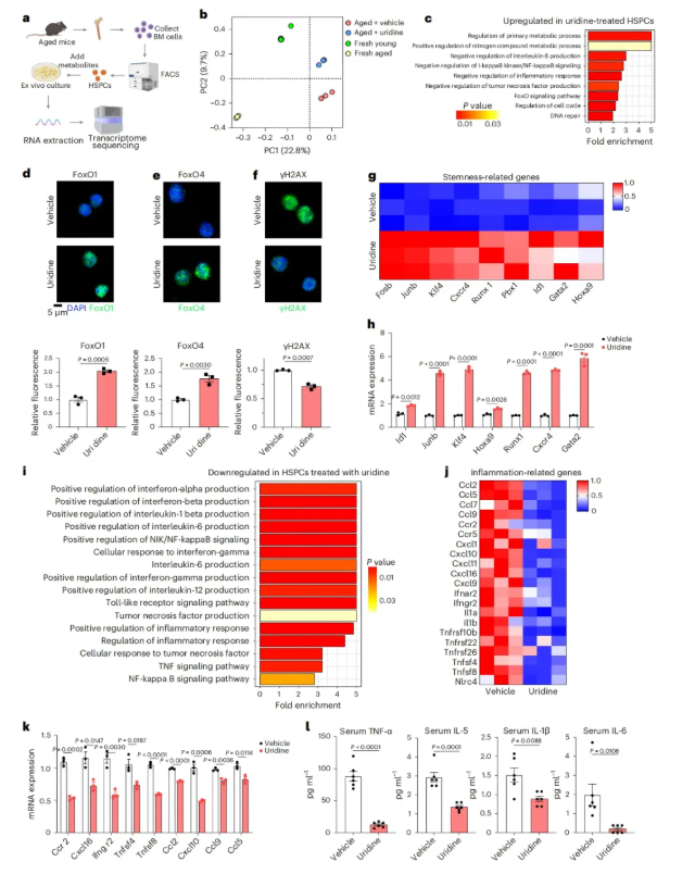 nature aging(IF=17)｜浙大黄河教授团队解码造血干细胞 “衰老密码”：代谢图谱锁定尿苷并揭示功能逆转新机制(图9)