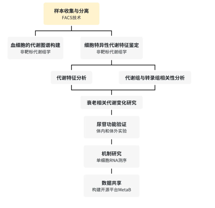 nature aging(IF=17)｜浙大黄河教授团队解码造血干细胞 “衰老密码”：代谢图谱锁定尿苷并揭示功能逆转新机制(图2)