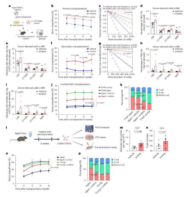 nature aging(IF=17)｜浙大黄河教授团队解码造血干细胞 “衰老密码”：代谢图谱锁定尿苷并揭示功能逆转新机制(图8)