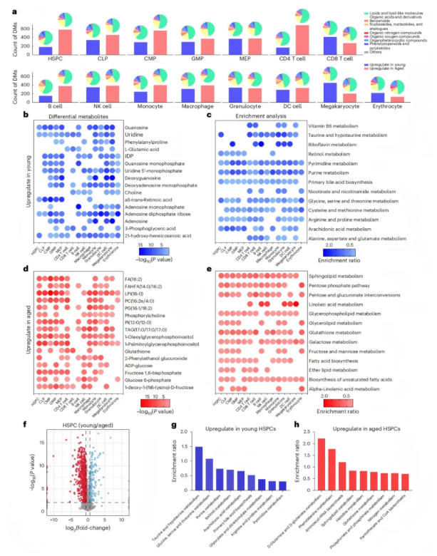 nature aging(IF=17)｜浙大黄河教授团队解码造血干细胞 “衰老密码”：代谢图谱锁定尿苷并揭示功能逆转新机制(图6)