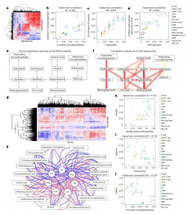 nature aging(IF=17)｜浙大黄河教授团队解码造血干细胞 “衰老密码”：代谢图谱锁定尿苷并揭示功能逆转新机制(图5)