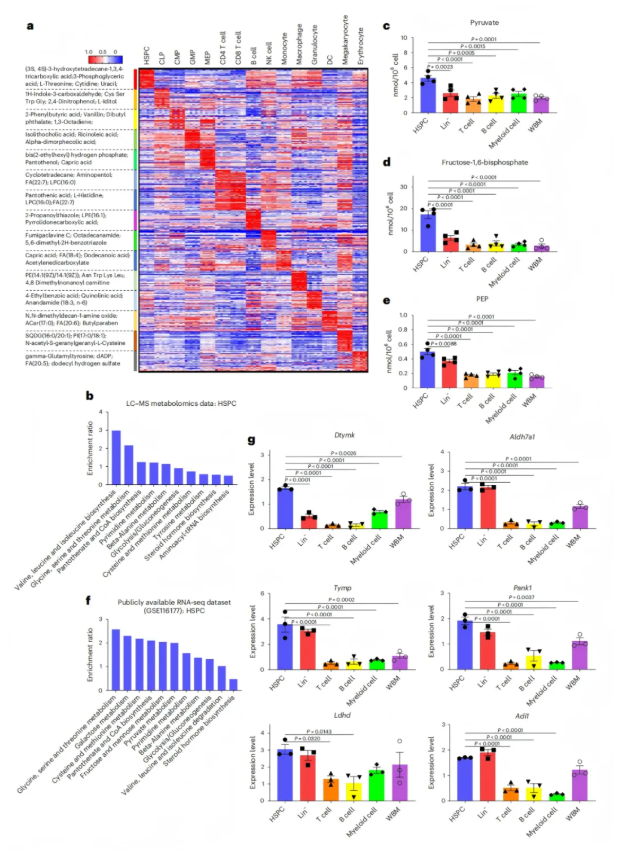 nature aging(IF=17)｜浙大黄河教授团队解码造血干细胞 “衰老密码”：代谢图谱锁定尿苷并揭示功能逆转新机制(图4)