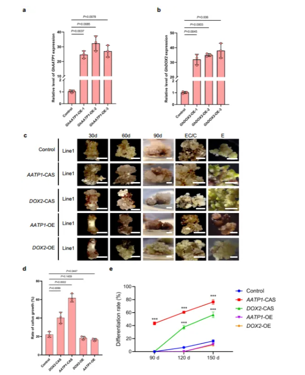 IF=15.7!｜中国农业科学院棉花研究所团队-棉花体细胞胚发育奥秘大揭秘：时空转录与代谢组学齐发力(图7)