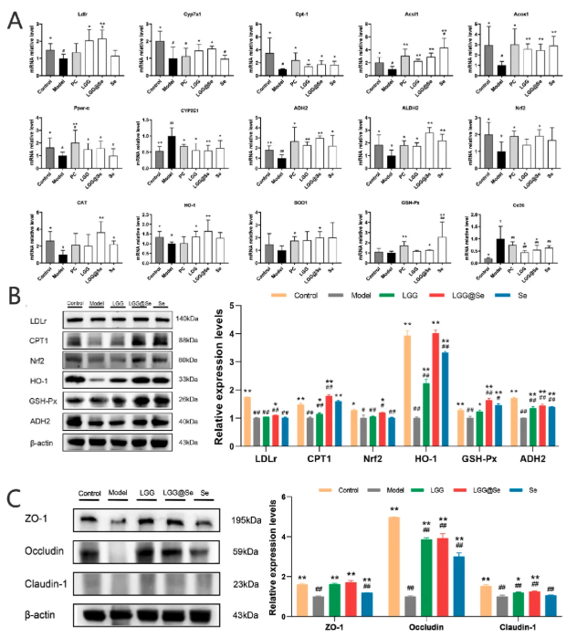 Curr. Res. Food Sci.｜福州大学吕旭聪团队：富硒鼠李糖乳杆菌GG重塑肠-肝轴，显著缓解酒精性肝损伤(图12)