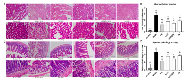 Curr. Res. Food Sci.｜福州大学吕旭聪团队：富硒鼠李糖乳杆菌GG重塑肠-肝轴，显著缓解酒精性肝损伤(图6)