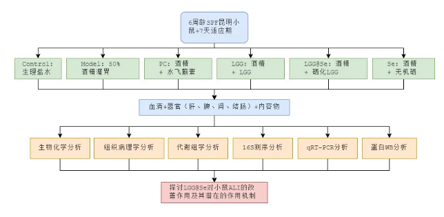 Curr. Res. Food Sci.｜福州大学吕旭聪团队：富硒鼠李糖乳杆菌GG重塑肠-肝轴，显著缓解酒精性肝损伤(图2)