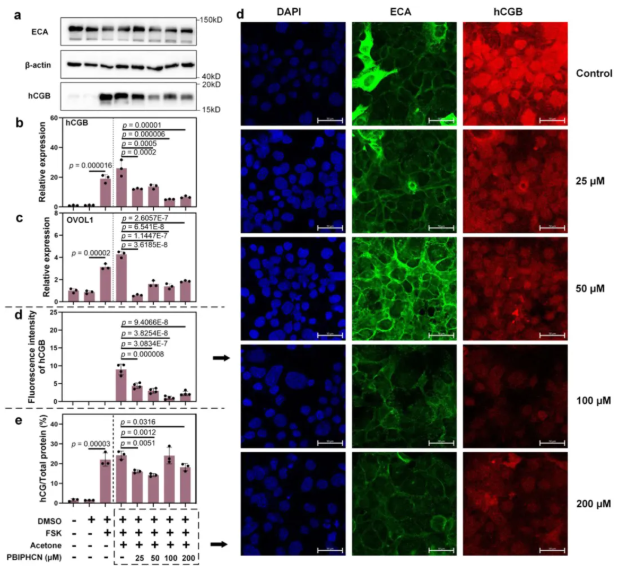 南开大学孙红文、程志鹏团队：新污染物液晶单体跨胎盘转运诱导胎盘及孕酮异常(图7)