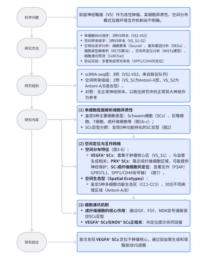 npj precis. oncol. (IF=8)｜单细胞与空间转录组学整合解析：前庭神经鞘瘤的细胞异质性与空间生态位特征(图2)