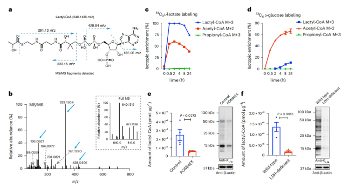 nature子刊｜北大张迪教授团队：赖氨酸L-乳酸化是糖酵解诱导的主要乳酸化异构体(图8)