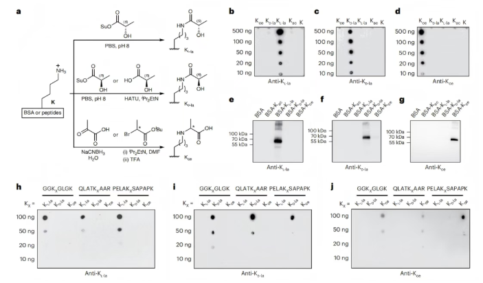 nature子刊｜北大张迪教授团队：赖氨酸L-乳酸化是糖酵解诱导的主要乳酸化异构体(图4)