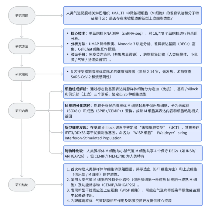 Mucosal Immunol.｜呼吸道感染 “防线” 藏在哪？人腺样体单细胞研究：拆解M细胞的免疫启动机制(图2)