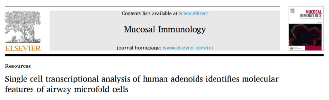 Mucosal Immunol.｜呼吸道感染 “防线” 藏在哪？人腺样体单细胞研究：拆解M细胞的免疫启动机制(图1)