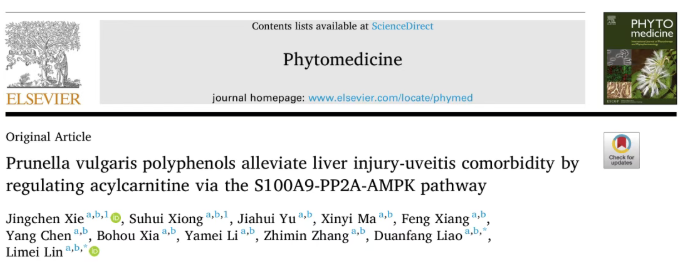 IF=8.3！湖南中医药大学研究团队揭示夏枯草多酚通过调控S100A9-PP2A-AMPK通路改善肝损伤与葡萄膜炎的机制(图1)