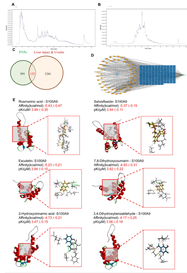 IF=8.3！湖南中医药大学研究团队揭示夏枯草多酚通过调控S100A9-PP2A-AMPK通路改善肝损伤与葡萄膜炎的机制(图11)