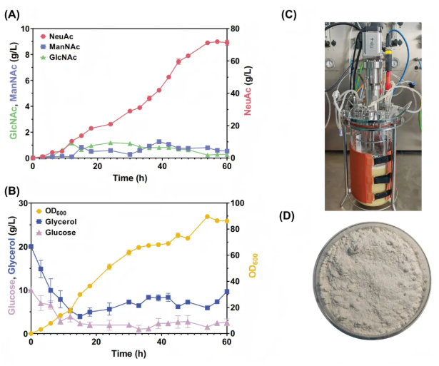 IF=14.9!南开大学团队:关键酶筛选-通路重构-碳源调控多策略协同破解NeuAc生物合成瓶颈(图9) IF=14.9!南开大学团队:关键酶筛选-通路重构-碳源调控多策略协同破解NeuAc生物合成瓶颈(图9)