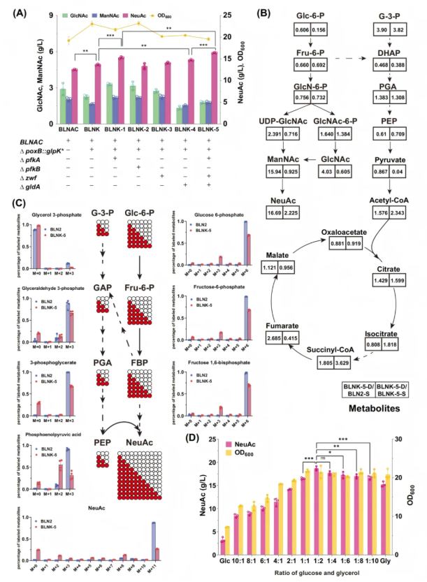 IF=14.9!南开大学团队:关键酶筛选-通路重构-碳源调控多策略协同破解NeuAc生物合成瓶颈(图8) IF=14.9!南开大学团队:关键酶筛选-通路重构-碳源调控多策略协同破解NeuAc生物合成瓶颈(图8)