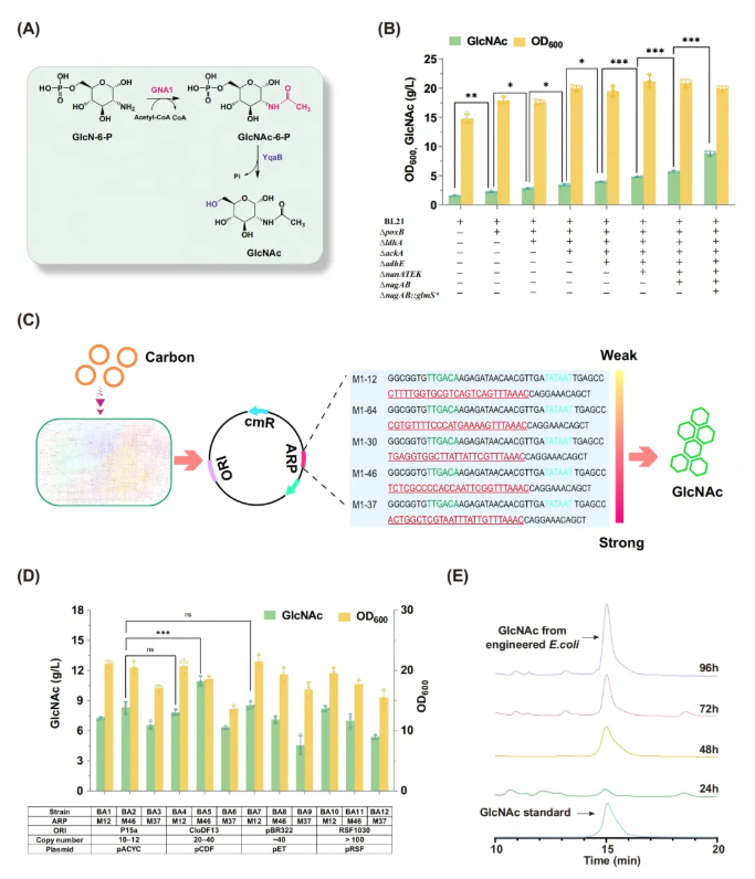IF=14.9!南开大学团队:关键酶筛选-通路重构-碳源调控多策略协同破解NeuAc生物合成瓶颈(图4) IF=14.9!南开大学团队:关键酶筛选-通路重构-碳源调控多策略协同破解NeuAc生物合成瓶颈(图4)