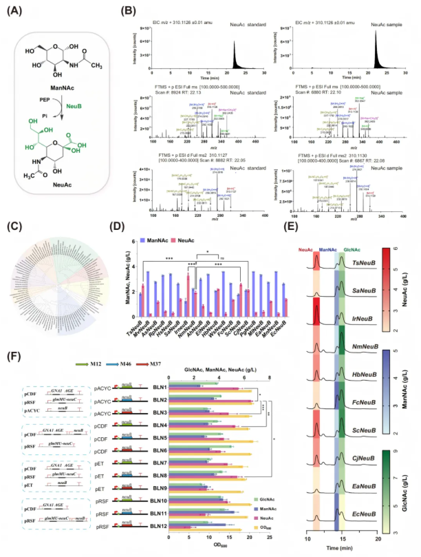 IF=14.9!南开大学团队:关键酶筛选-通路重构-碳源调控多策略协同破解NeuAc生物合成瓶颈(图6) IF=14.9!南开大学团队:关键酶筛选-通路重构-碳源调控多策略协同破解NeuAc生物合成瓶颈(图6)