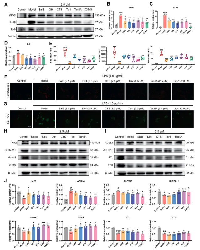 IF=8.3!中山大学金晶教授研究团队发文!丹参ET部位多组学调控抗炎抑铁死亡,破解RA治疗难题(图11) IF=8.3!中山大学金晶教授研究团队发文!丹参ET部位多组学调控抗炎抑铁死亡,破解RA治疗难题(图11)