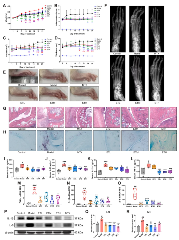 IF=8.3!中山大学金晶教授研究团队发文!丹参ET部位多组学调控抗炎抑铁死亡,破解RA治疗难题(图4) IF=8.3!中山大学金晶教授研究团队发文!丹参ET部位多组学调控抗炎抑铁死亡,破解RA治疗难题(图4)