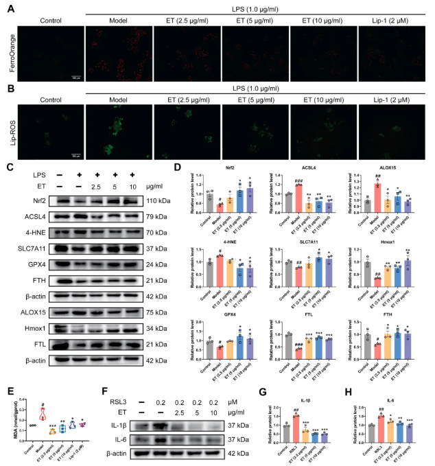 IF=8.3!中山大学金晶教授研究团队发文!丹参ET部位多组学调控抗炎抑铁死亡,破解RA治疗难题(图10) IF=8.3!中山大学金晶教授研究团队发文!丹参ET部位多组学调控抗炎抑铁死亡,破解RA治疗难题(图10)