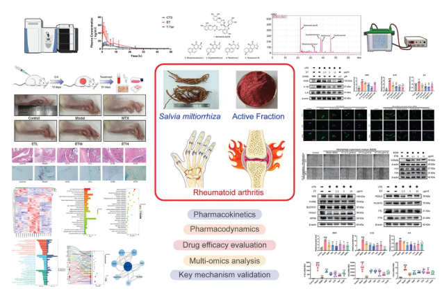 IF=8.3!中山大学金晶教授研究团队发文!丹参ET部位多组学调控抗炎抑铁死亡,破解RA治疗难题(图2) IF=8.3!中山大学金晶教授研究团队发文!丹参ET部位多组学调控抗炎抑铁死亡,破解RA治疗难题(图2)