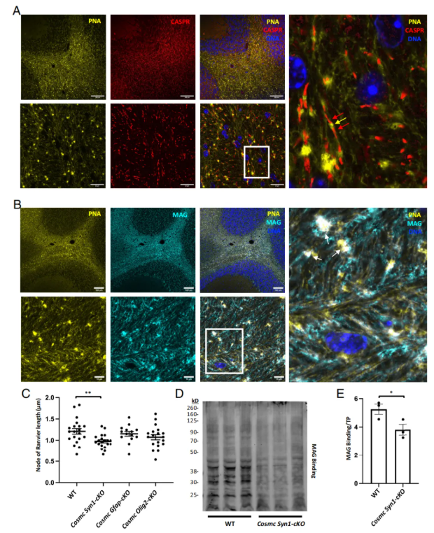 PNAS (IF=9.1)｜大脑里的“糖分子卫士”：藏于神经元束，保障神经信号顺畅传递(图8)
