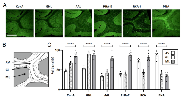 PNAS (IF=9.1)｜大脑里的“糖分子卫士”：藏于神经元束，保障神经信号顺畅传递(图4)