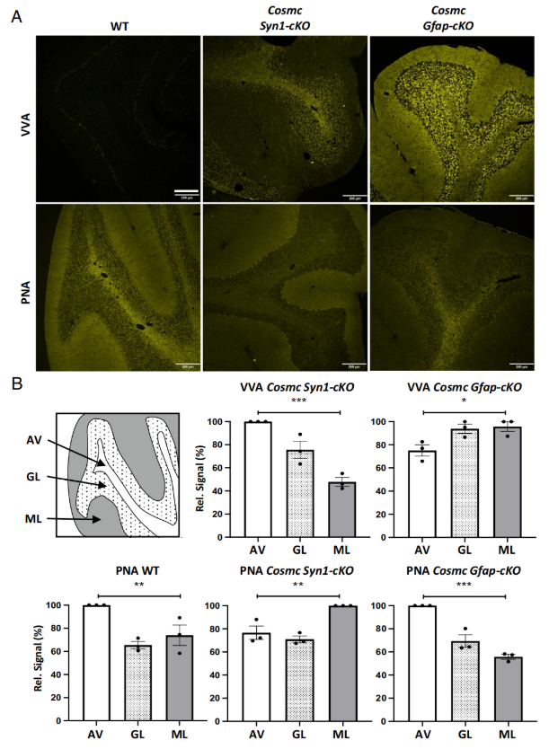 PNAS (IF=9.1)｜大脑里的“糖分子卫士”：藏于神经元束，保障神经信号顺畅传递(图6)