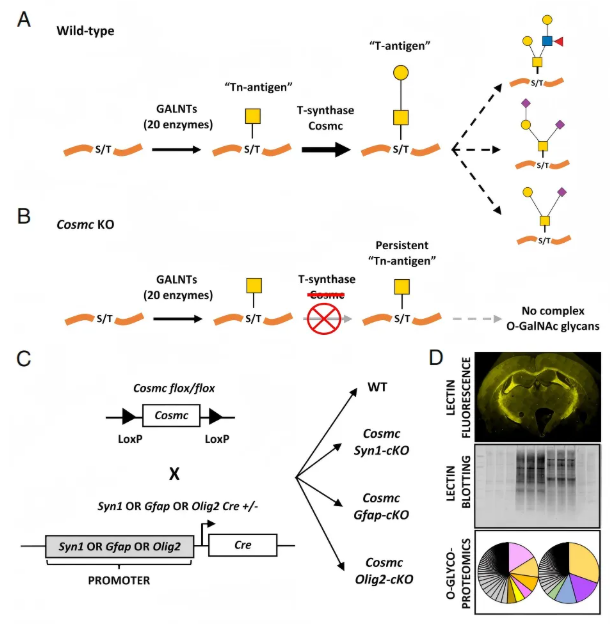 PNAS (IF=9.1)｜大脑里的“糖分子卫士”：藏于神经元束，保障神经信号顺畅传递(图2)