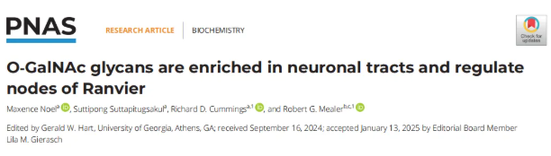 PNAS (IF=9.1)｜大脑里的“糖分子卫士”：藏于神经元束，保障神经信号顺畅传递(图1)