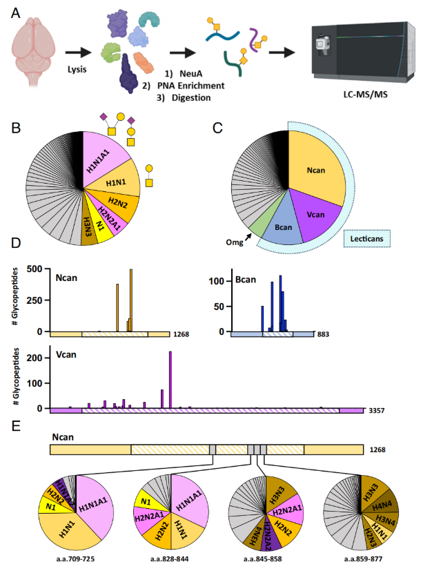 PNAS (IF=9.1)｜大脑里的“糖分子卫士”：藏于神经元束，保障神经信号顺畅传递(图7)