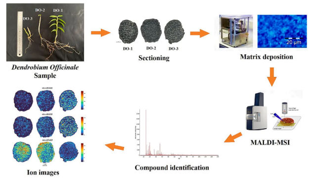 IF=8!安徽农大樊洪泓教授研究团队利用MALDI-MSI技术,精准锁定铁皮石斛最佳采收期为二年生(图2) IF=8!安徽农大樊洪泓教授研究团队利用MALDI-MSI技术,精准锁定铁皮石斛最佳采收期为二年生(图2)