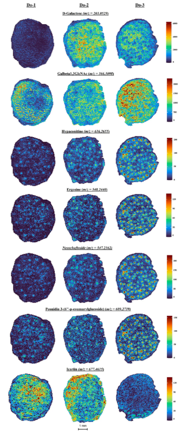 IF=8!安徽农大樊洪泓教授研究团队利用MALDI-MSI技术,精准锁定铁皮石斛最佳采收期为二年生(图12) IF=8!安徽农大樊洪泓教授研究团队利用MALDI-MSI技术,精准锁定铁皮石斛最佳采收期为二年生(图12)