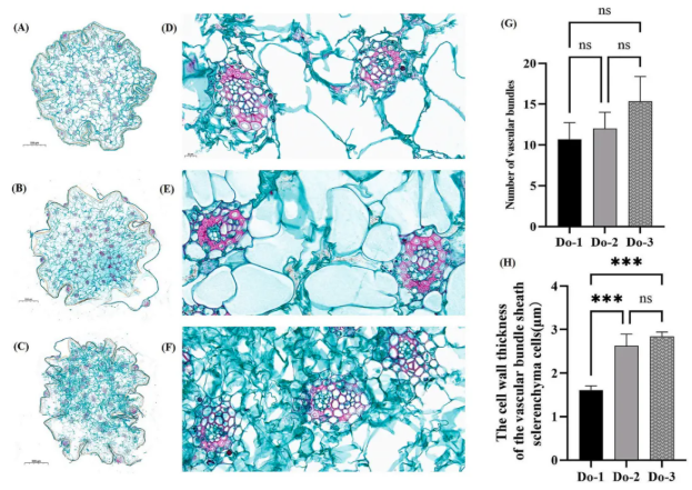 IF=8!安徽农大樊洪泓教授研究团队利用MALDI-MSI技术,精准锁定铁皮石斛最佳采收期为二年生(图3) IF=8!安徽农大樊洪泓教授研究团队利用MALDI-MSI技术,精准锁定铁皮石斛最佳采收期为二年生(图3)