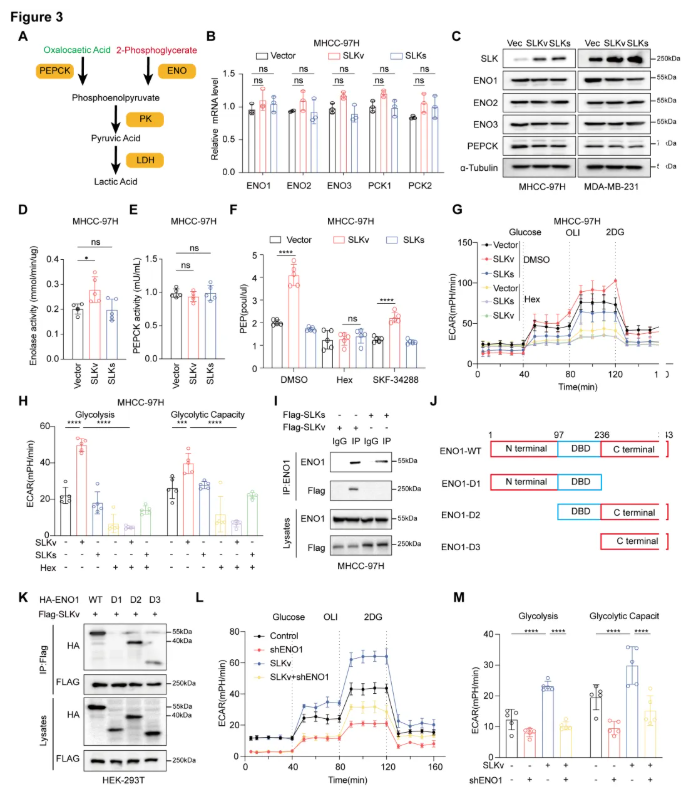 Cancer Res. (IF=16.6)|同济医院陈孝平教授团队:SLKv激活ENO1促糖酵解,ASO精准阻断抑肿瘤(图5) Cancer Res. (IF=16.6)|同济医院陈孝平教授团队:SLKv激活ENO1促糖酵解,ASO精准阻断抑肿瘤(图5)