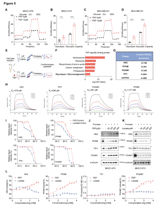 Cancer Res. (IF=16.6)|同济医院陈孝平教授团队:SLKv激活ENO1促糖酵解,ASO精准阻断抑肿瘤(图7) Cancer Res. (IF=16.6)|同济医院陈孝平教授团队:SLKv激活ENO1促糖酵解,ASO精准阻断抑肿瘤(图7)