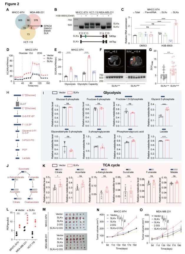 Cancer Res. (IF=16.6)|同济医院陈孝平教授团队:SLKv激活ENO1促糖酵解,ASO精准阻断抑肿瘤(图4) Cancer Res. (IF=16.6)|同济医院陈孝平教授团队:SLKv激活ENO1促糖酵解,ASO精准阻断抑肿瘤(图4)