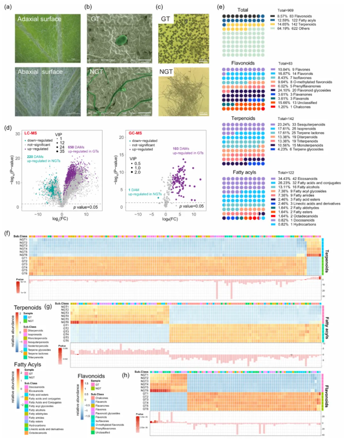 PBJ (IF=10.5)|中国医科院罗红梅团队首次绘制艾草腺毛单细胞图谱!锁定β-石竹烯/法呢烯合酶,揭秘艾草腺毛代谢密码!(图2) PBJ (IF=10.5)|中国医科院罗红梅团队首次绘制艾草腺毛单细胞图谱!锁定β-石竹烯/法呢烯合酶,揭秘艾草腺毛代谢密码!(图2)
