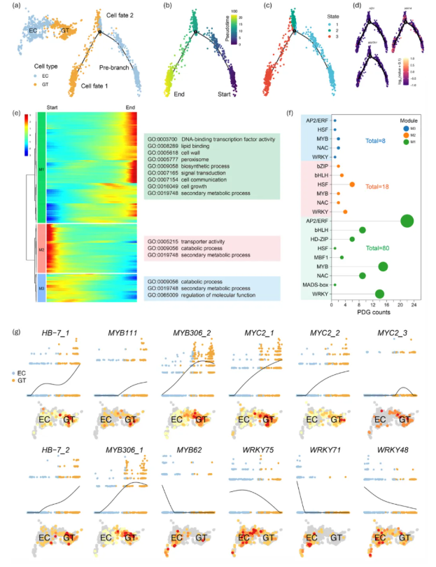 PBJ (IF=10.5)|中国医科院罗红梅团队首次绘制艾草腺毛单细胞图谱!锁定β-石竹烯/法呢烯合酶,揭秘艾草腺毛代谢密码!(图5) PBJ (IF=10.5)|中国医科院罗红梅团队首次绘制艾草腺毛单细胞图谱!锁定β-石竹烯/法呢烯合酶,揭秘艾草腺毛代谢密码!(图5)