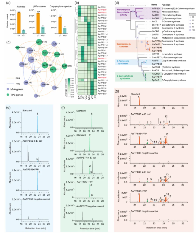 PBJ (IF=10.5)|中国医科院罗红梅团队首次绘制艾草腺毛单细胞图谱!锁定β-石竹烯/法呢烯合酶,揭秘艾草腺毛代谢密码!(图6) PBJ (IF=10.5)|中国医科院罗红梅团队首次绘制艾草腺毛单细胞图谱!锁定β-石竹烯/法呢烯合酶,揭秘艾草腺毛代谢密码!(图6)