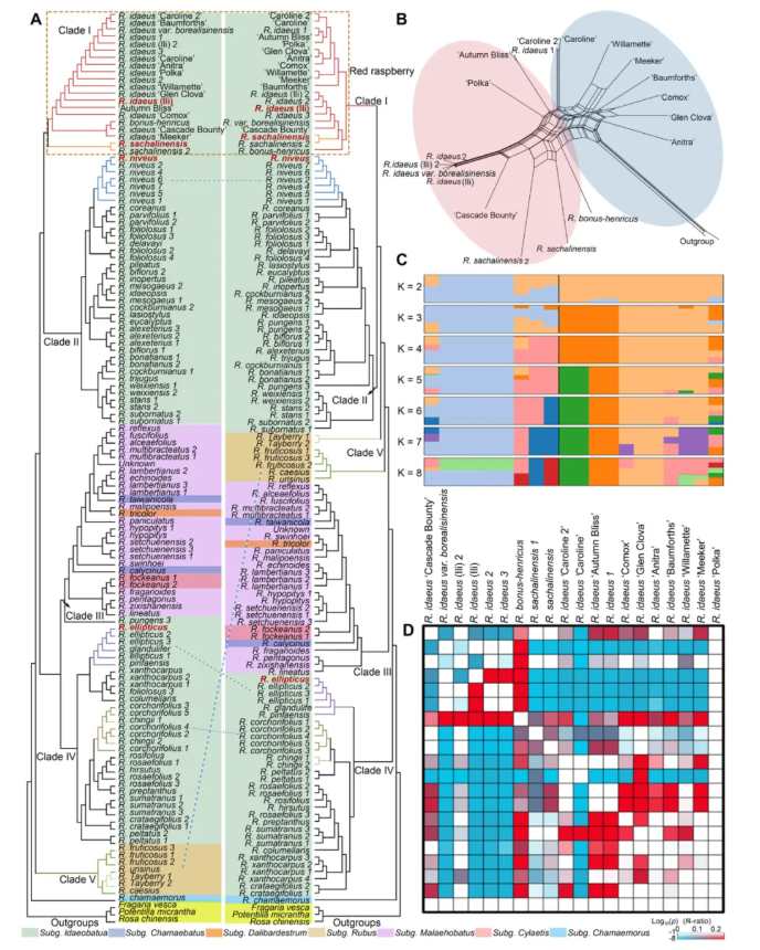 JIPB(IF=9.3)|中科院昆明植物所孙航院士团队首次破解四种野生树莓基因组!(图5) JIPB(IF=9.3)|中科院昆明植物所孙航院士团队首次破解四种野生树莓基因组!(图5)