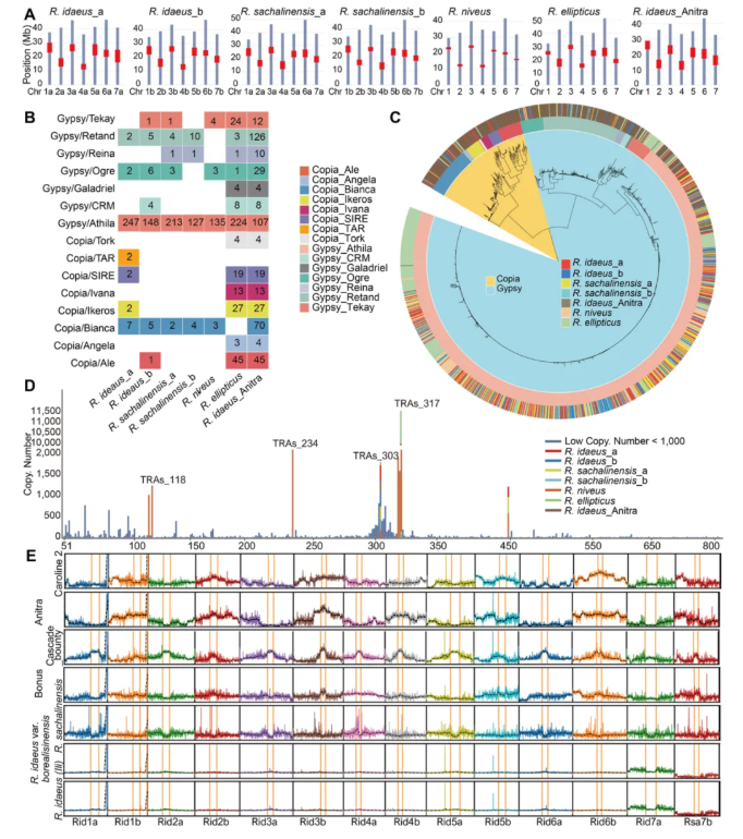 JIPB(IF=9.3)|中科院昆明植物所孙航院士团队首次破解四种野生树莓基因组!(图6) JIPB(IF=9.3)|中科院昆明植物所孙航院士团队首次破解四种野生树莓基因组!(图6)