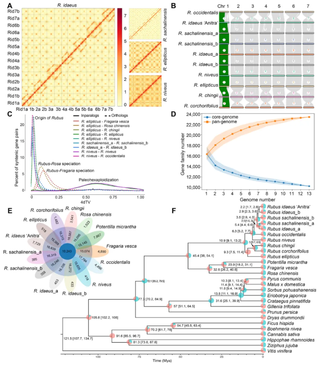 JIPB(IF=9.3)|中科院昆明植物所孙航院士团队首次破解四种野生树莓基因组!(图3) JIPB(IF=9.3)|中科院昆明植物所孙航院士团队首次破解四种野生树莓基因组!(图3)