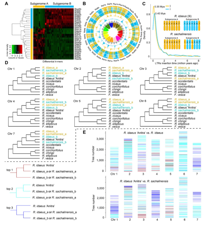 JIPB(IF=9.3)|中科院昆明植物所孙航院士团队首次破解四种野生树莓基因组!(图4) JIPB(IF=9.3)|中科院昆明植物所孙航院士团队首次破解四种野生树莓基因组!(图4)