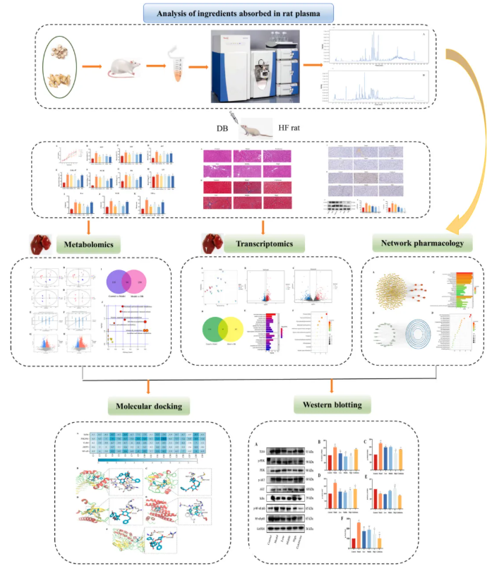 J Ethnopharmacol.|甘肃中医药大学张志红老师团队破解经典药对奥秘，精准阐释当归-白芍药对抗肝纤维化作用机制(图2)