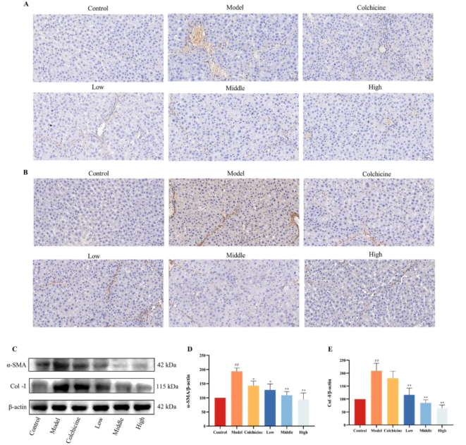 J Ethnopharmacol.|甘肃中医药大学张志红老师团队破解经典药对奥秘，精准阐释当归-白芍药对抗肝纤维化作用机制(图5)